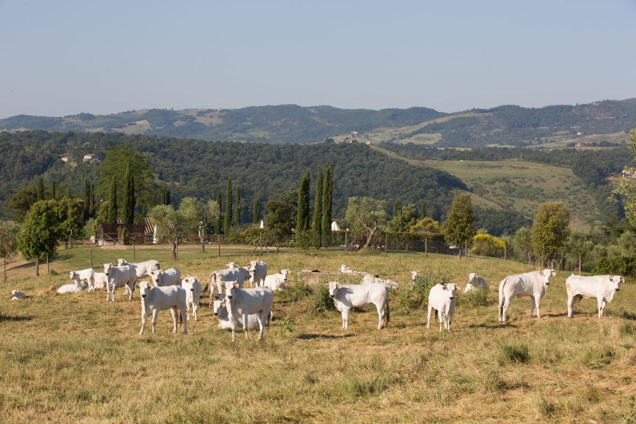 Poggiovalle Tenuta Italiana Citta della Pieve Luaran gambar